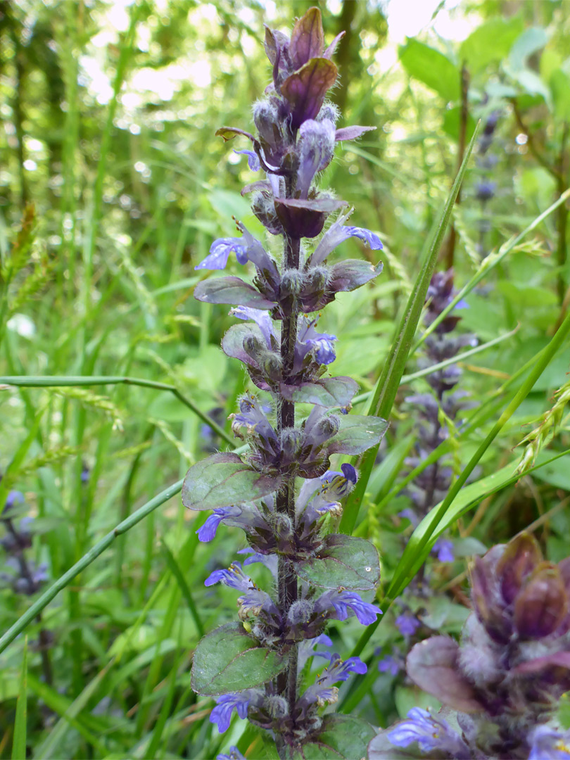 Leaves and flowers