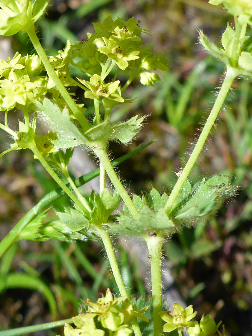 Leaves and flowers