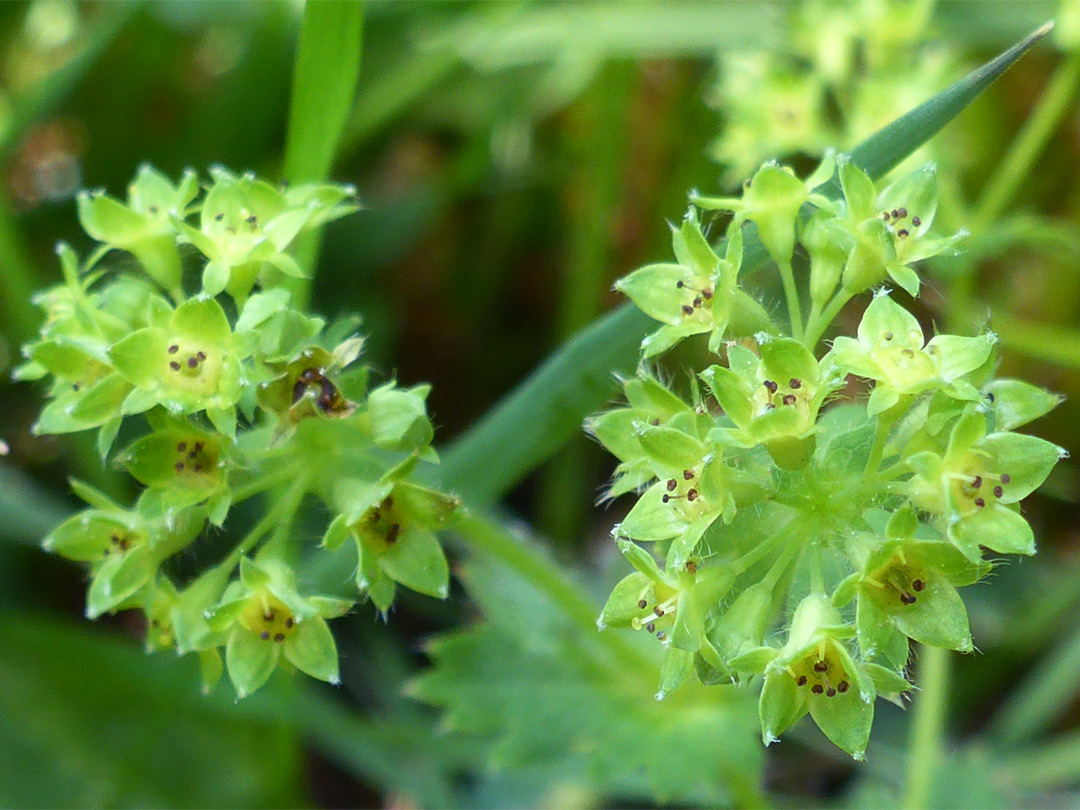 Two flower clusters