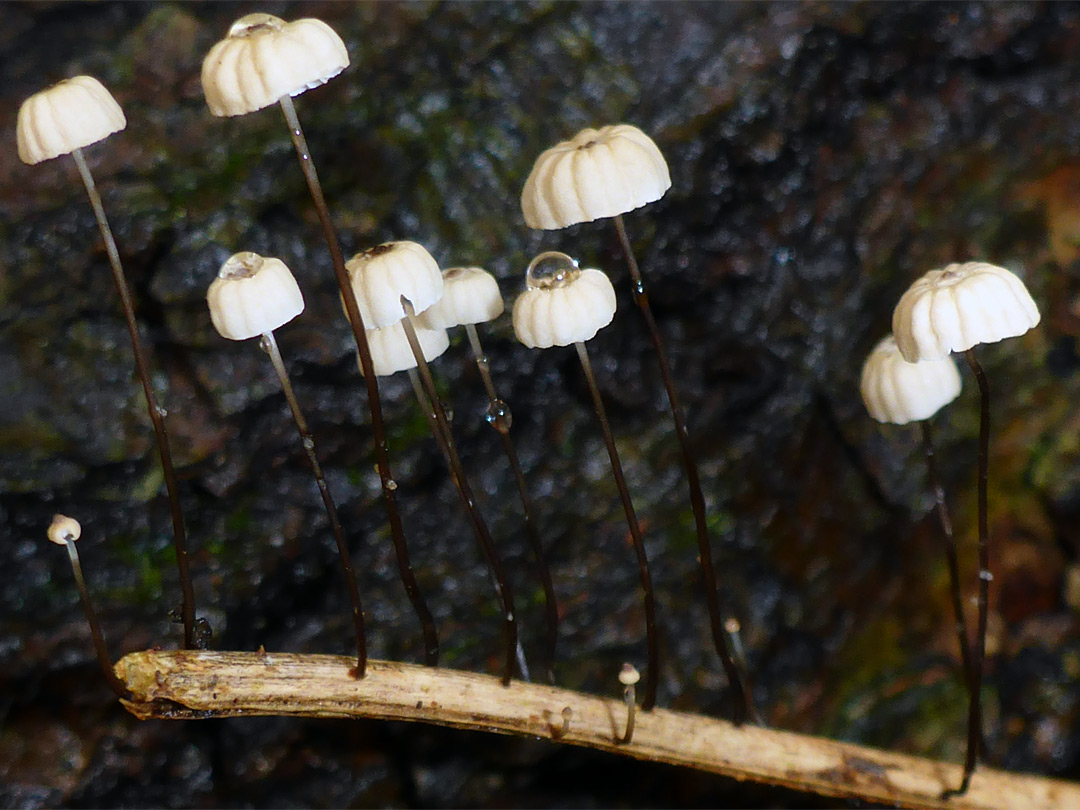 Collared parachute