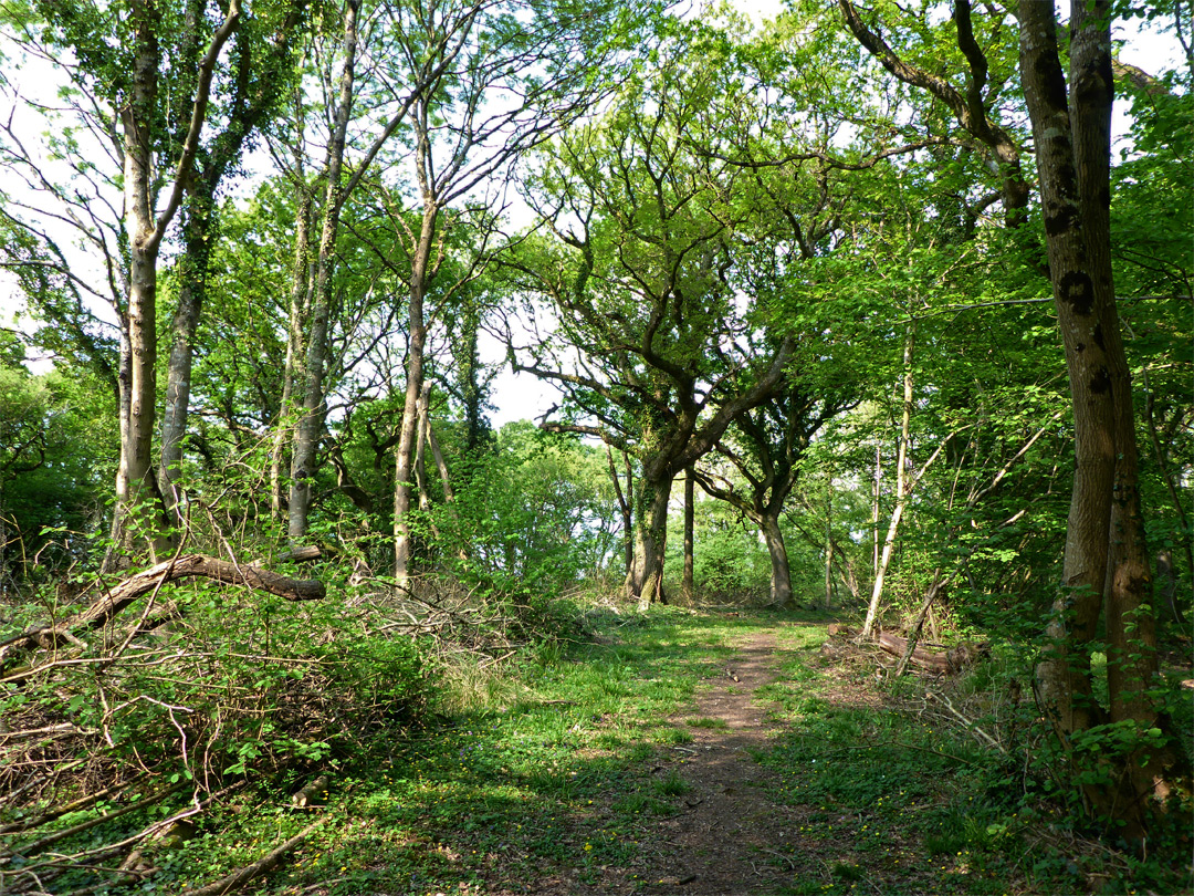 Track in Aller Wood