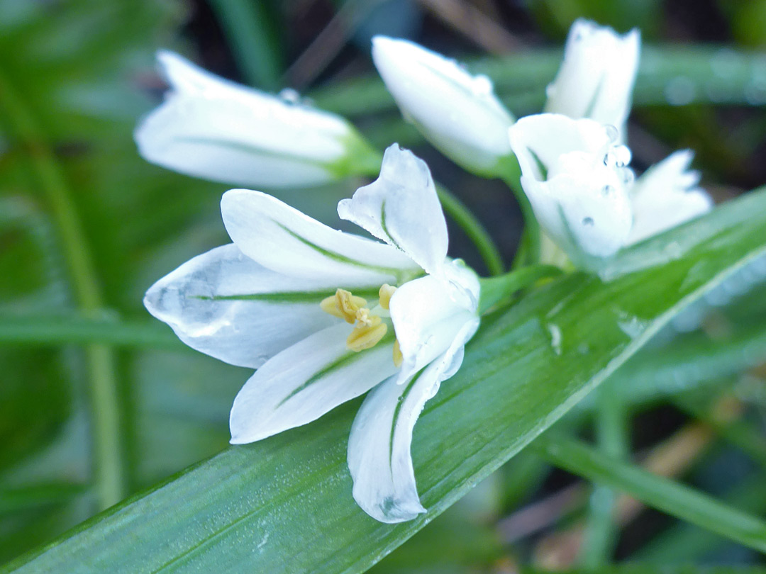 Flowers of three-cornered leek