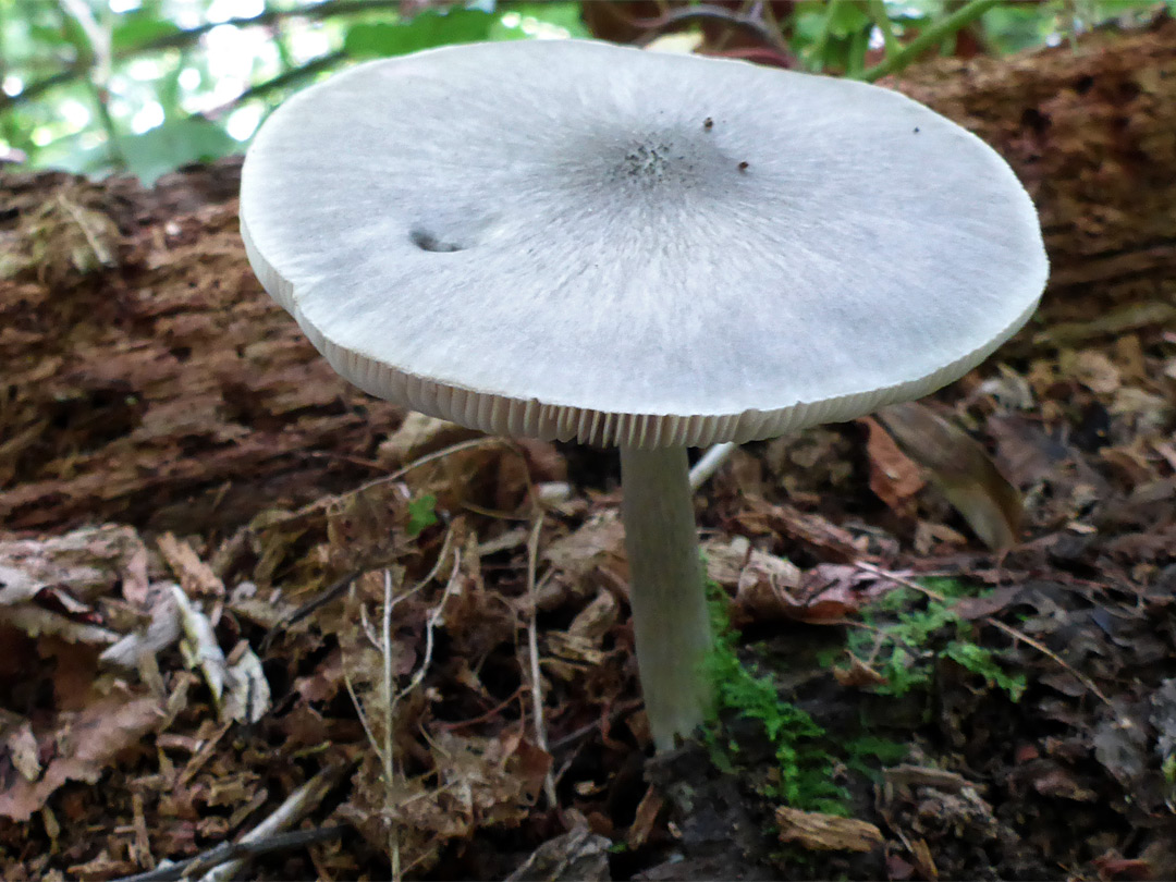 Death cap