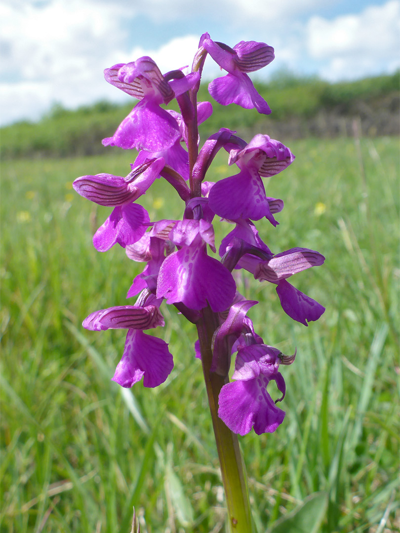 Green-winged orchid