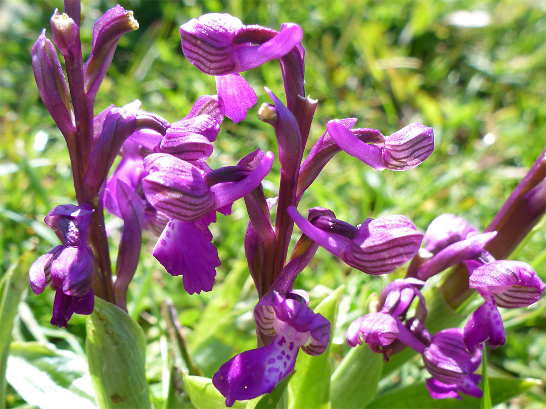 Green-winged orchid