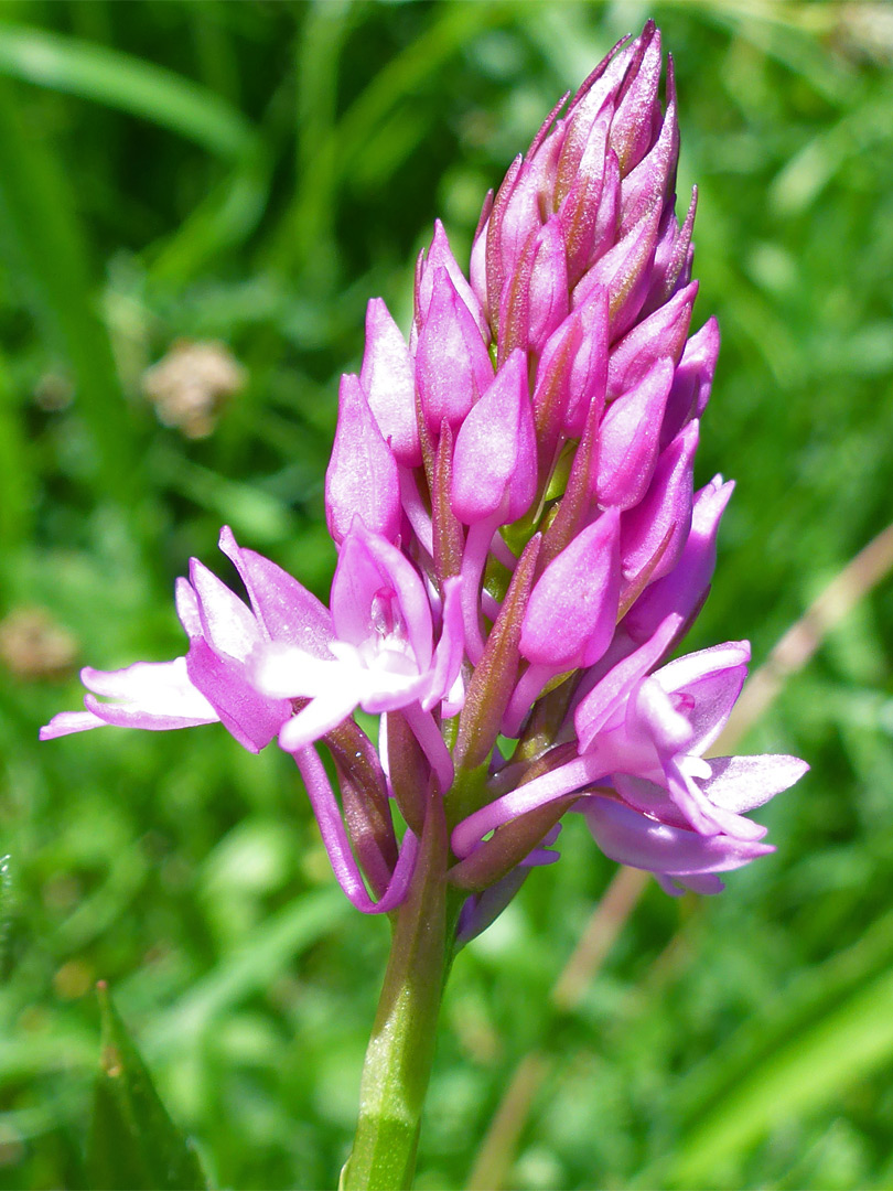 Developing flowers