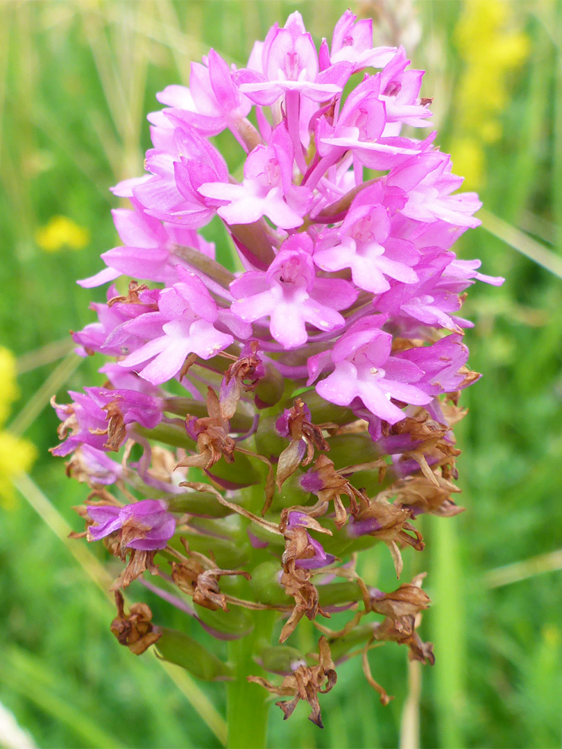 Pyramidal orchid