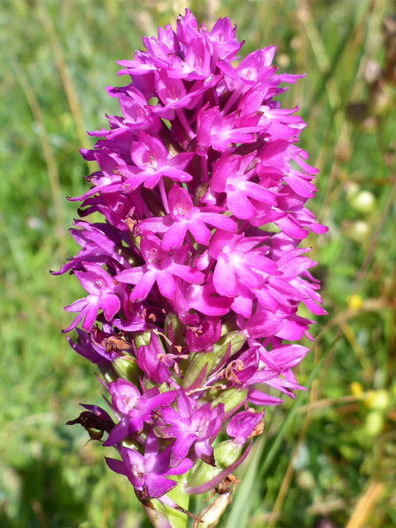 Dense flower cluster