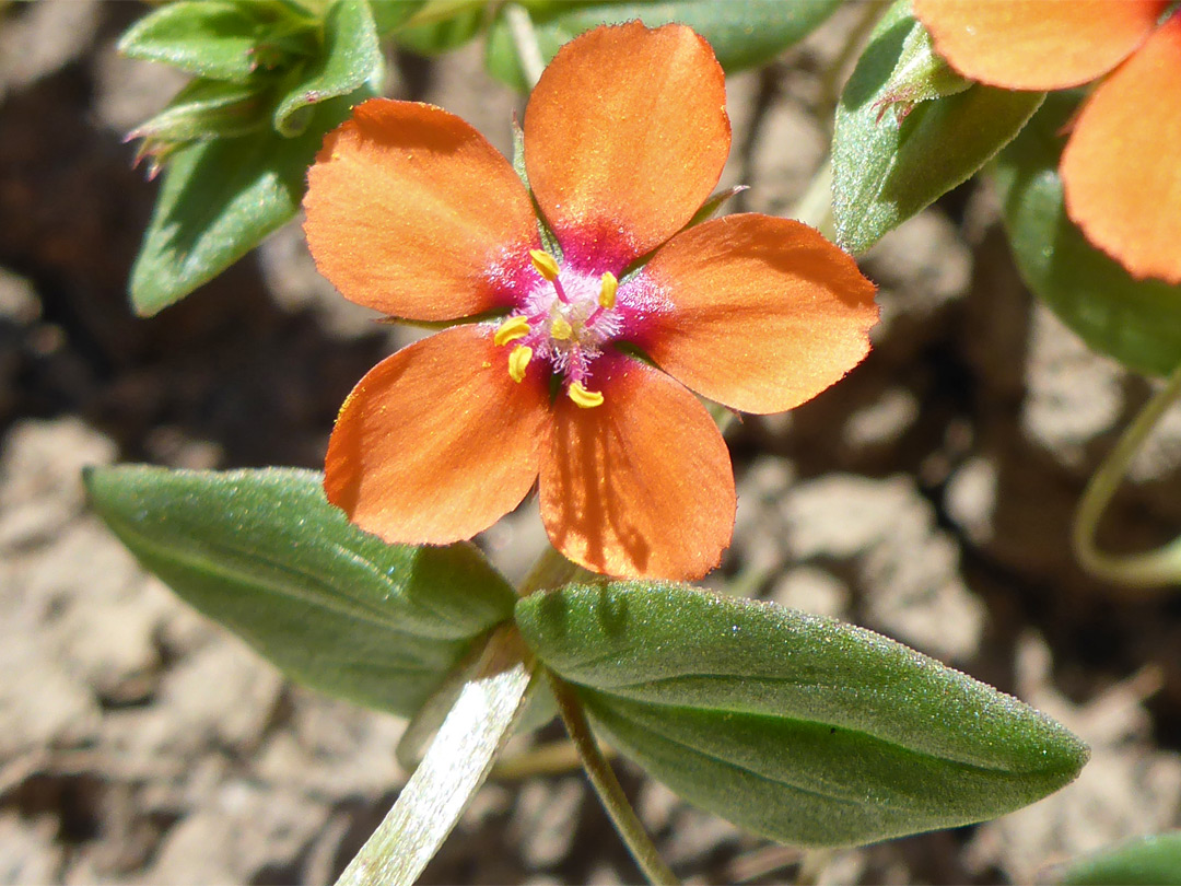 Flower and leaves