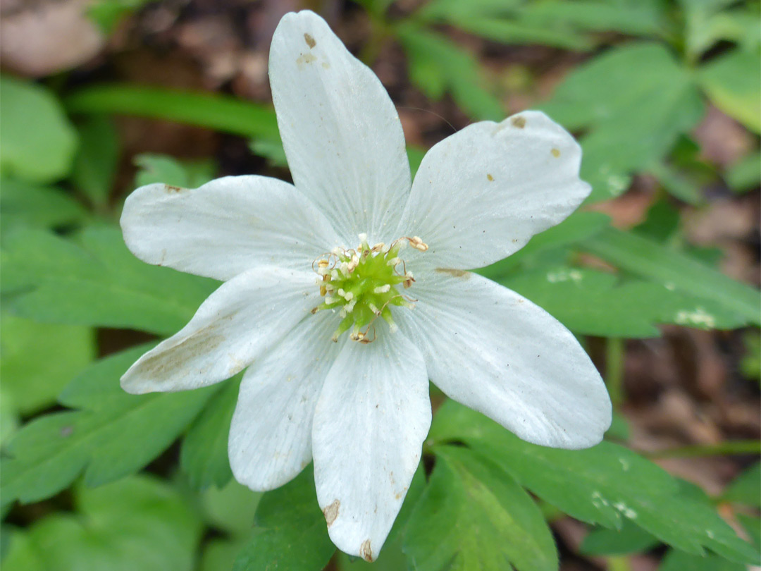 Wood anemone