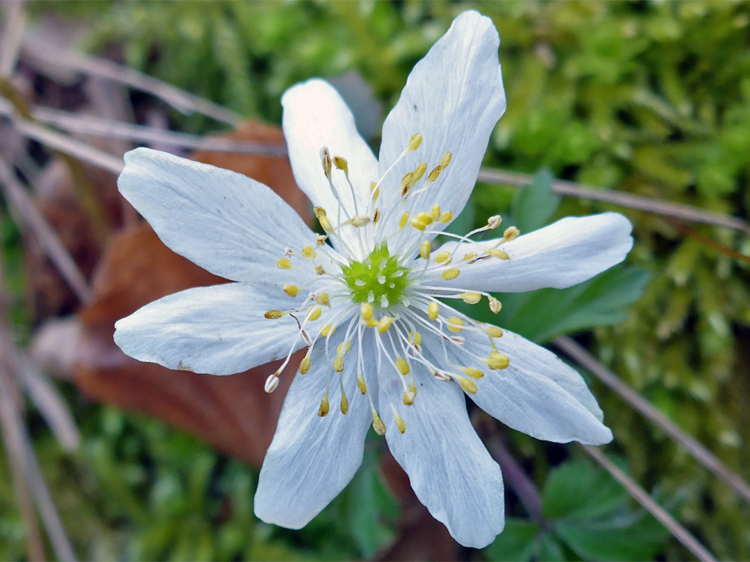 Eight white petals