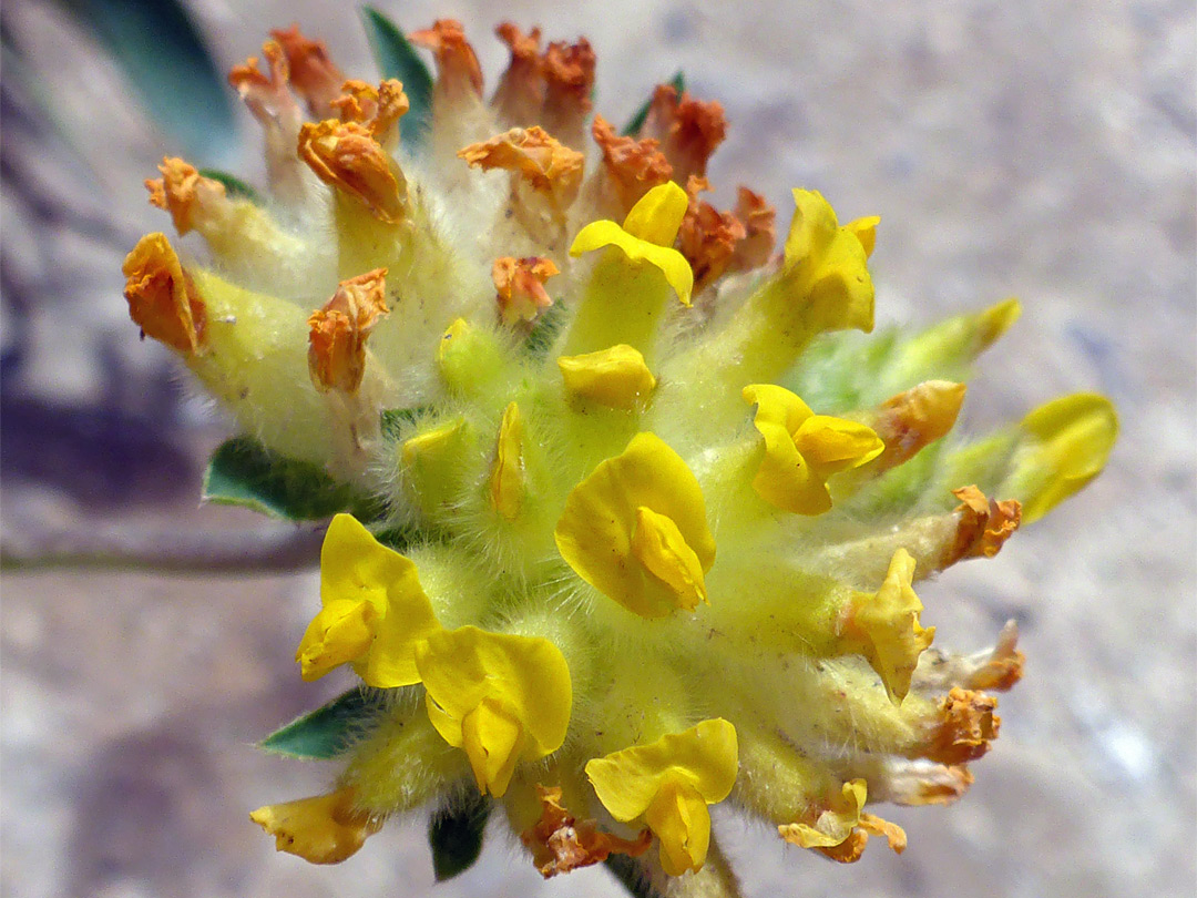 Kidney vetch