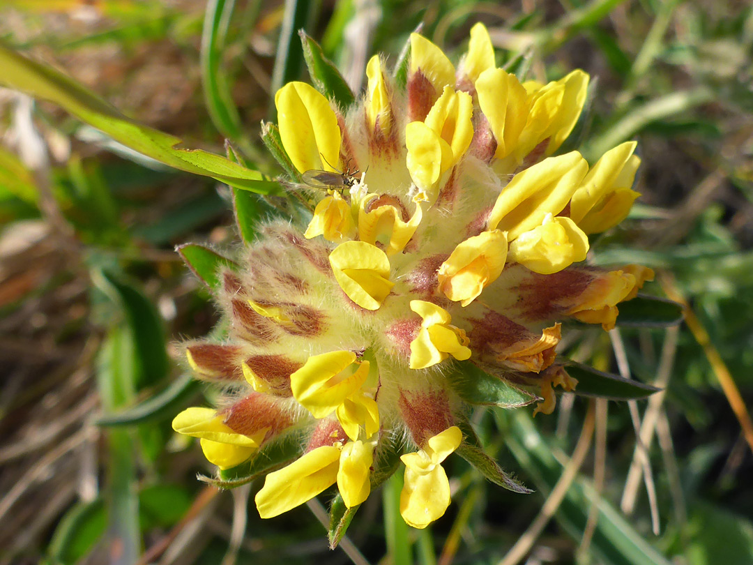 Yellow flower cluster