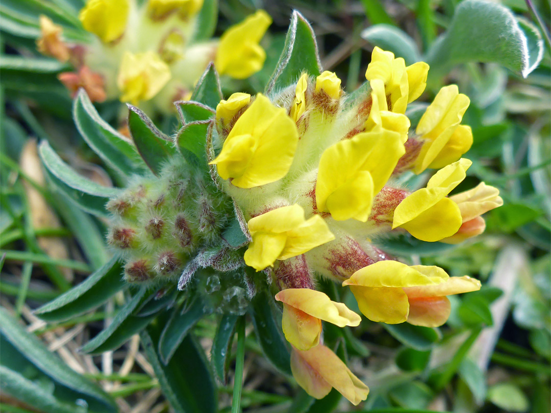 Yellow and red flowers