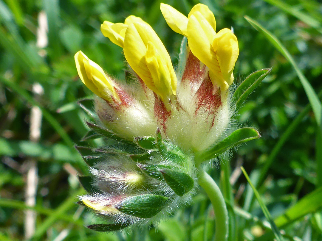 Hairy yellow flowers