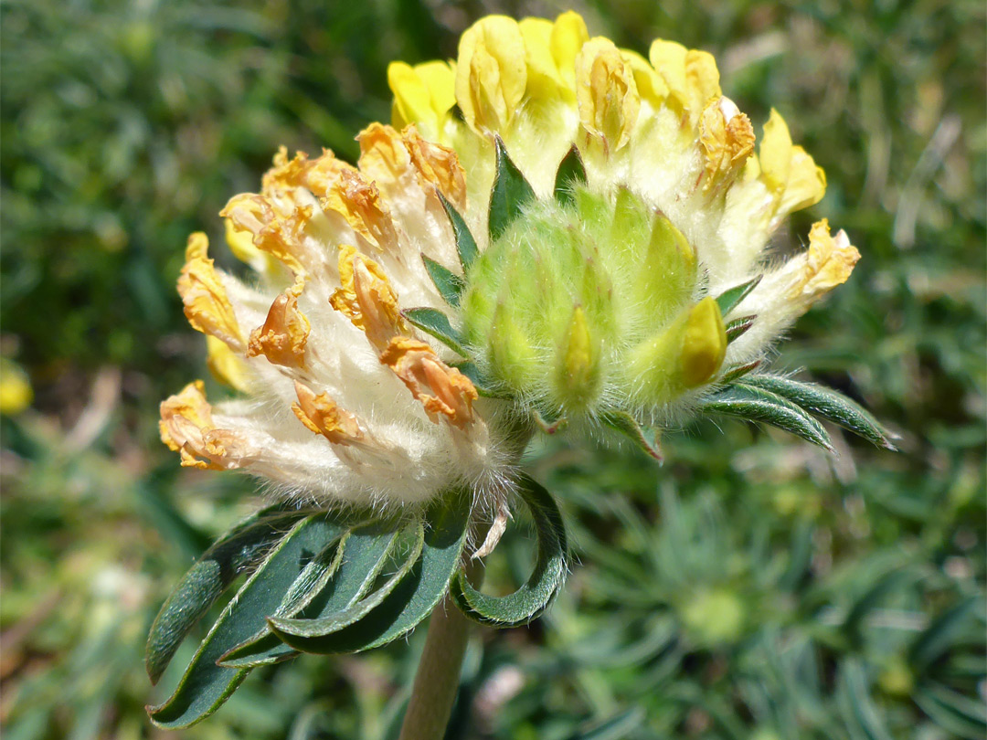 Flowers and leaves