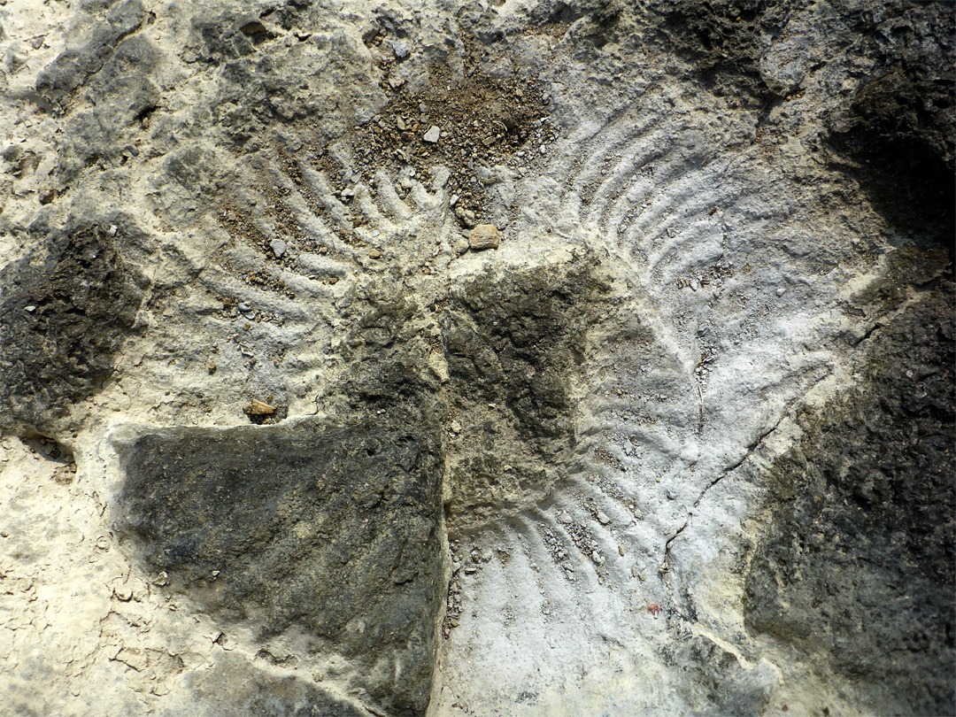 Ammonite