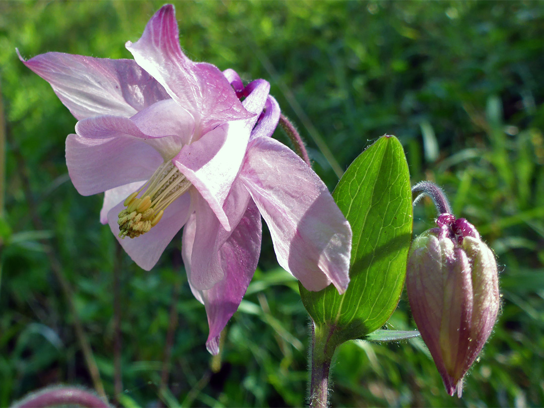 Leaf and flowers