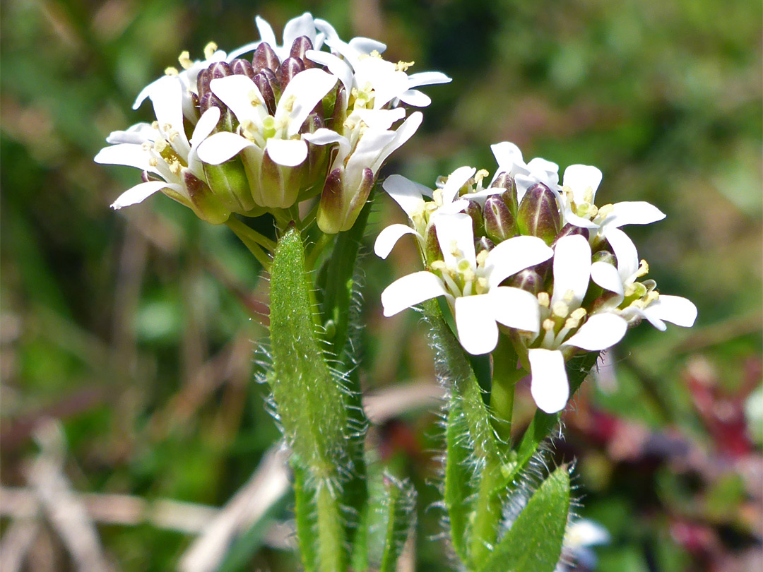 Two flower clusters