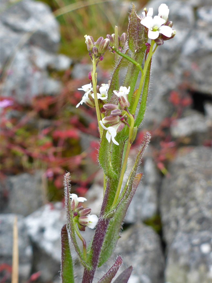 Hairy rockcress