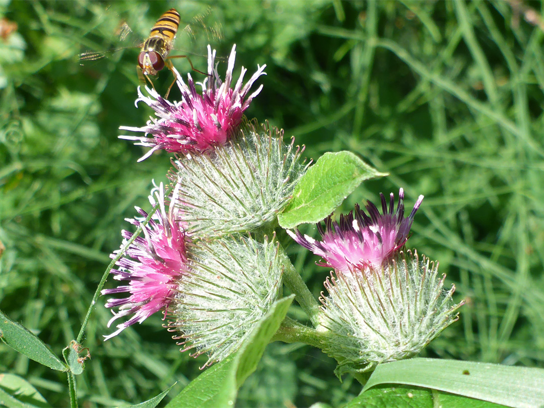 Lesser burdock