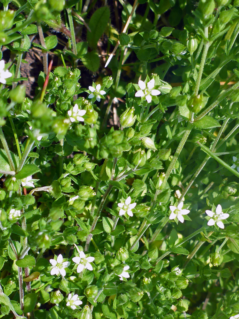 Thyme-leaf sandwort