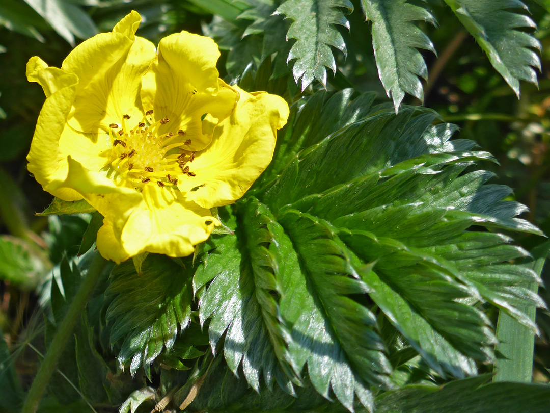 Five-petalled flower