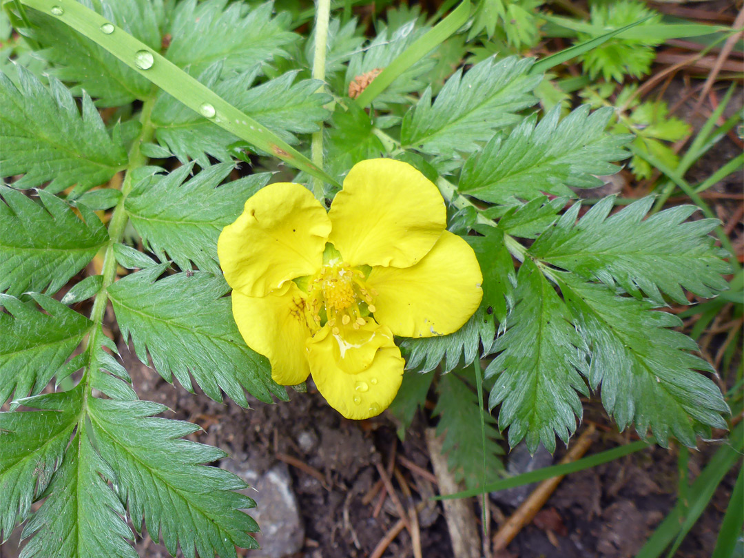 Silverweed