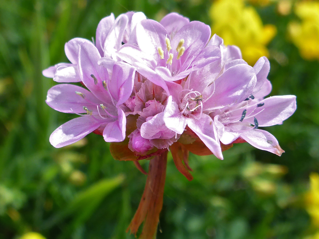 Sea thrift