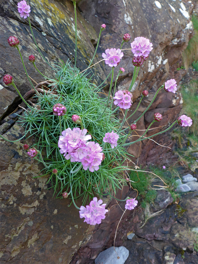 Flowers and leaves of sea thrift