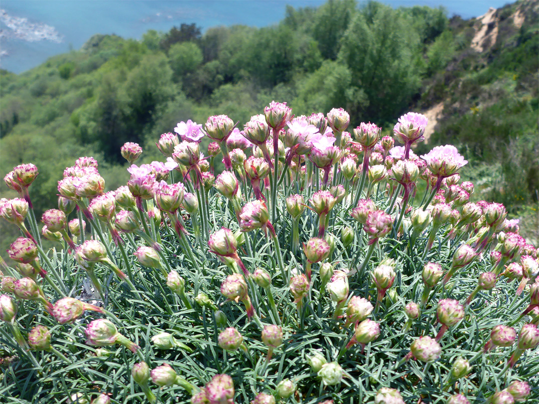 Sea thrift