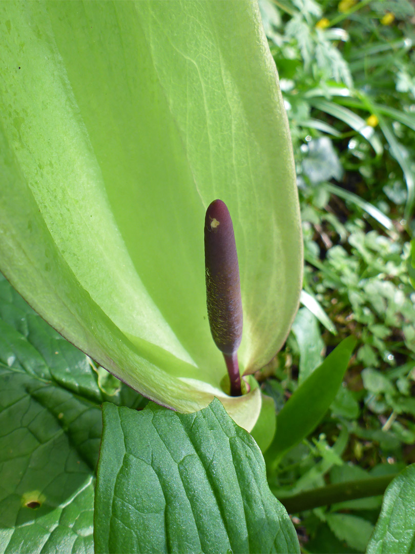 Spathe and leaf