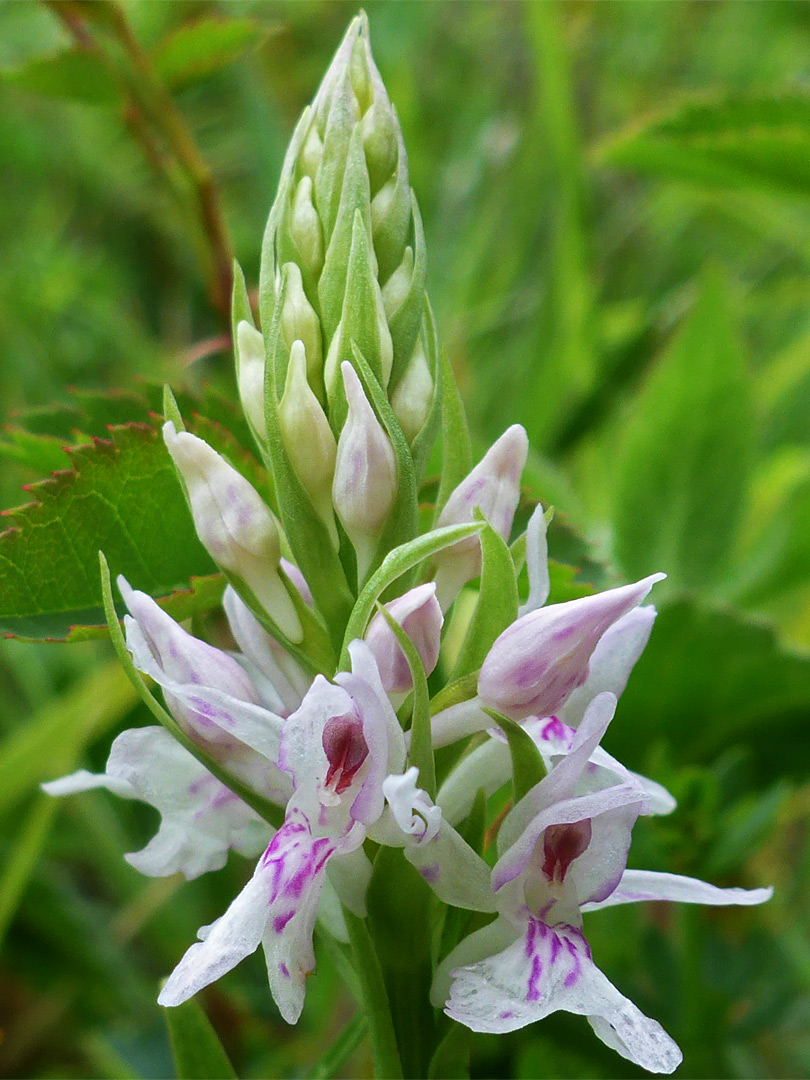 Common-spotted orchid