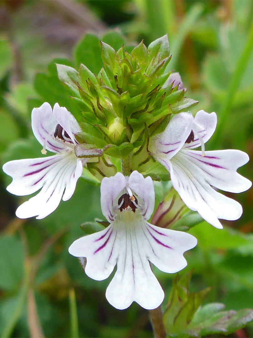 Eyebright