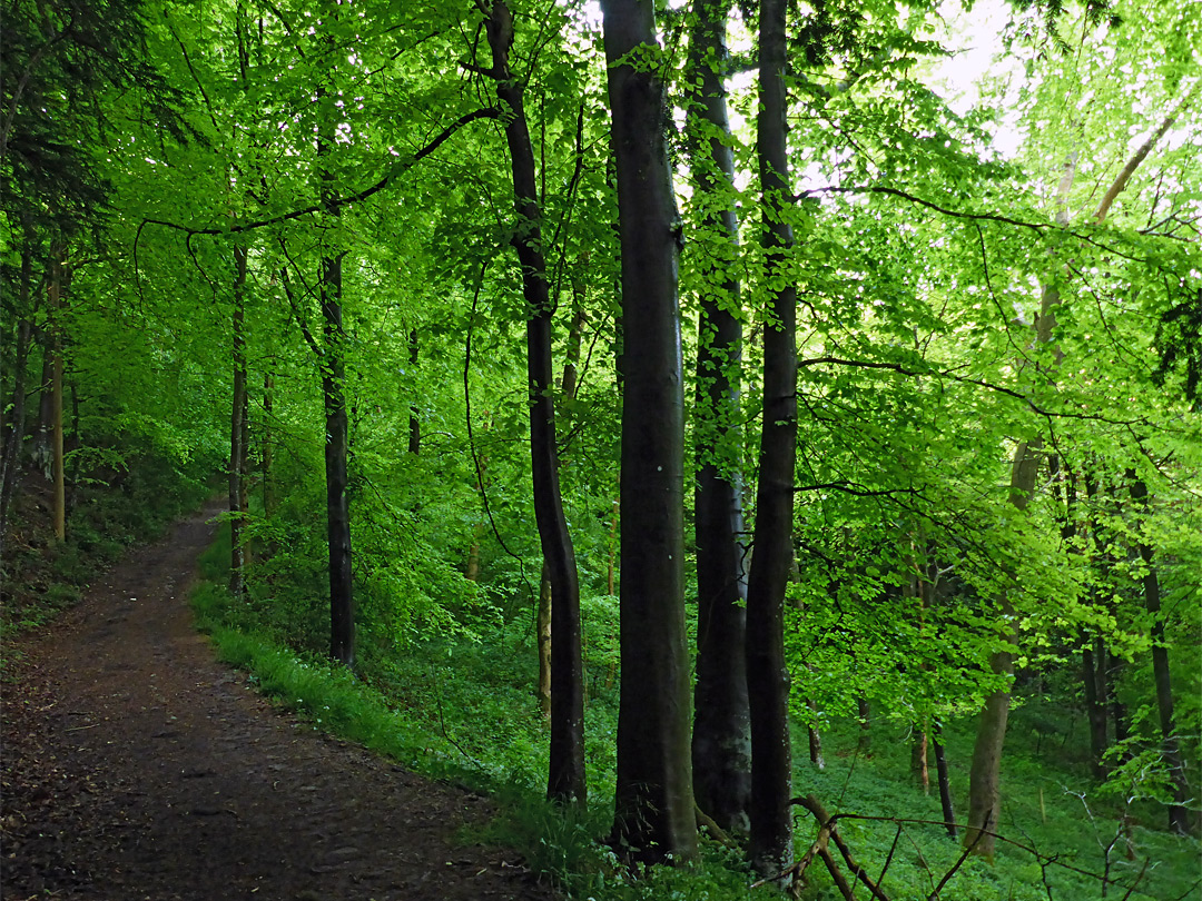 Beech trees