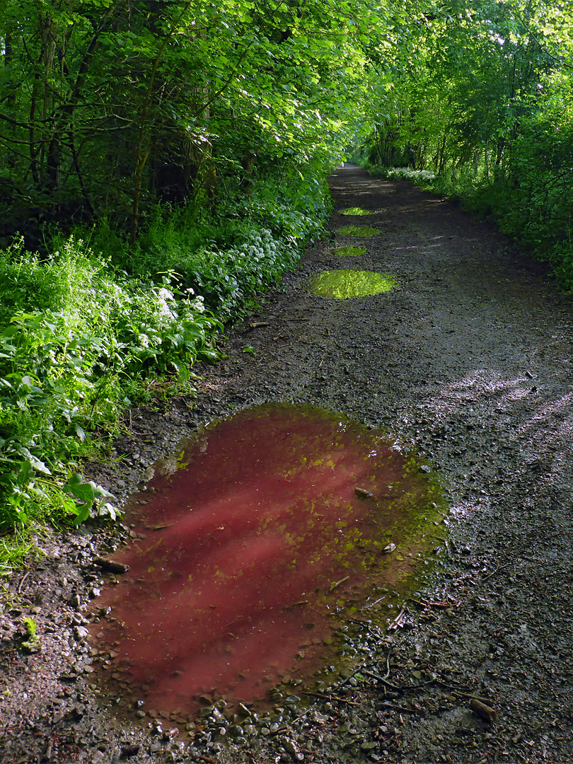 Red puddle