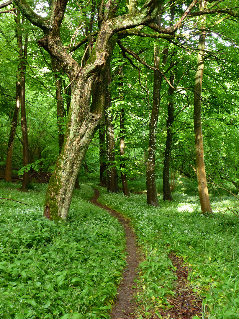 Trees and garlic