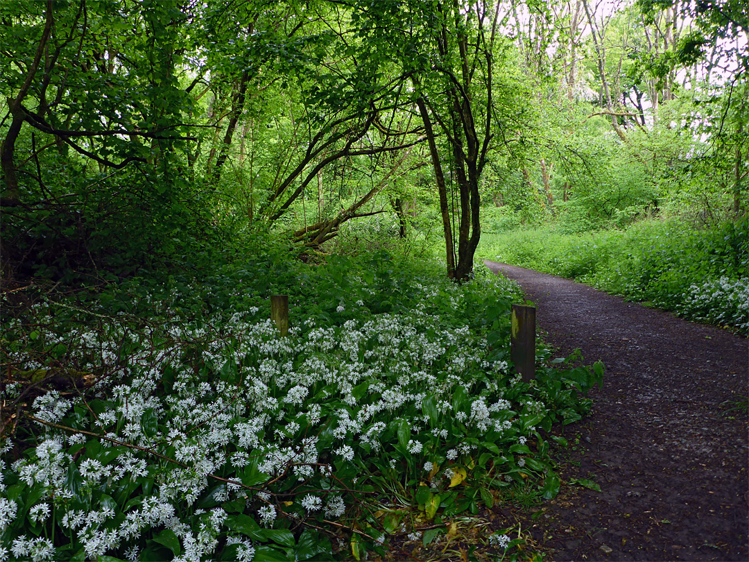 Wild garlic