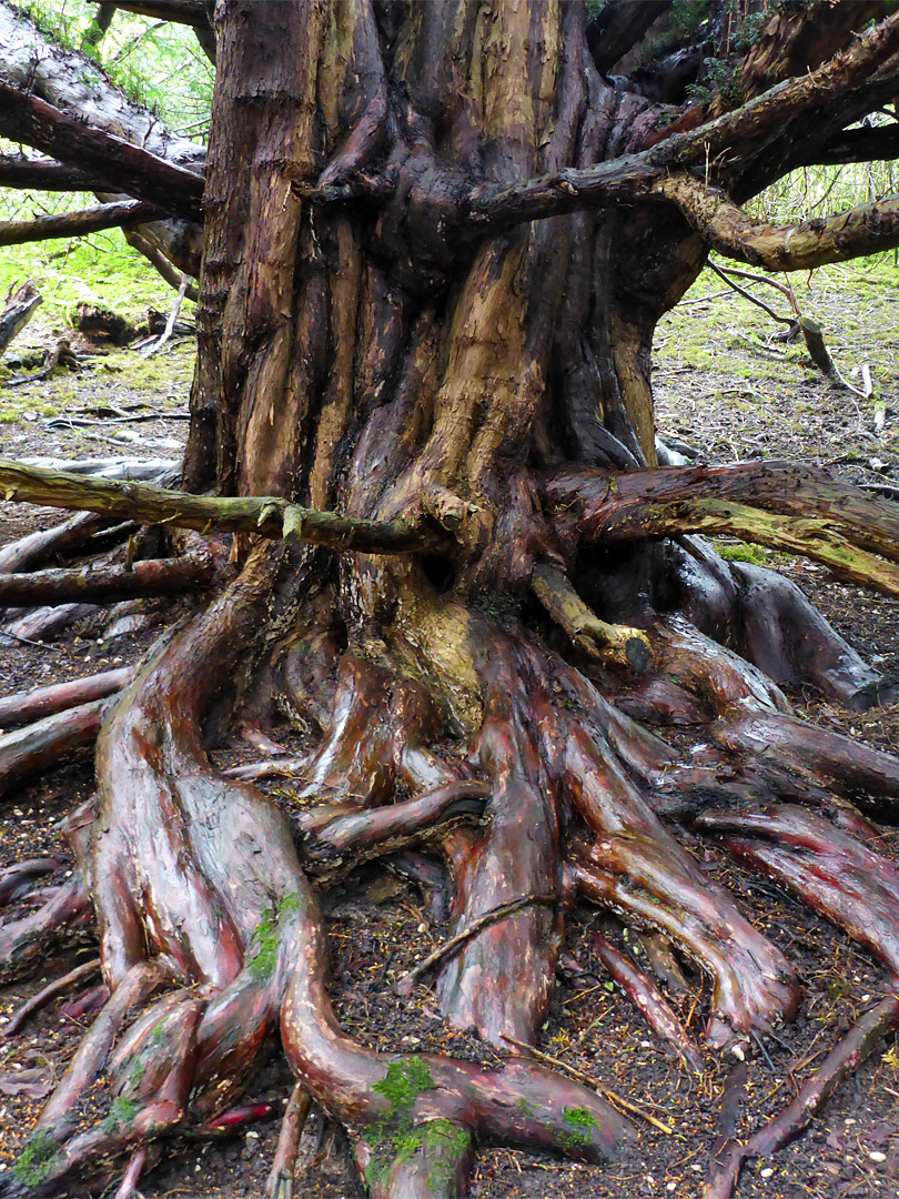Yew roots