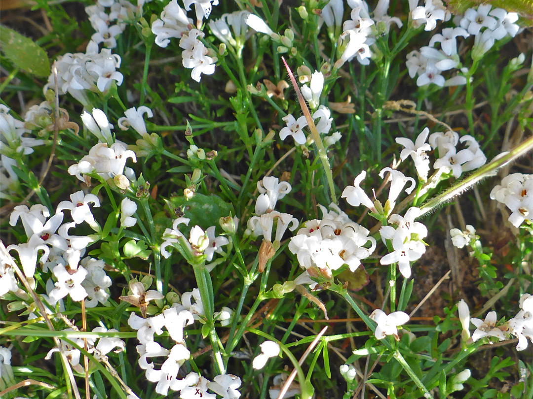 Squinancywort