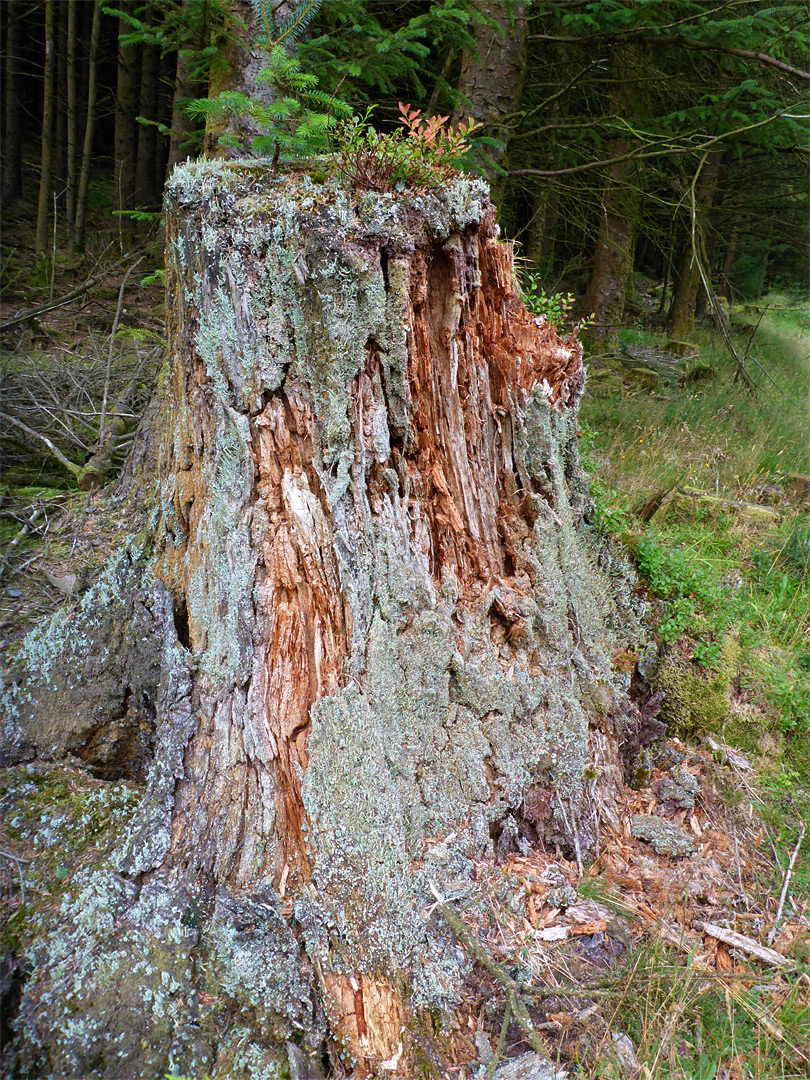 Decaying stump
