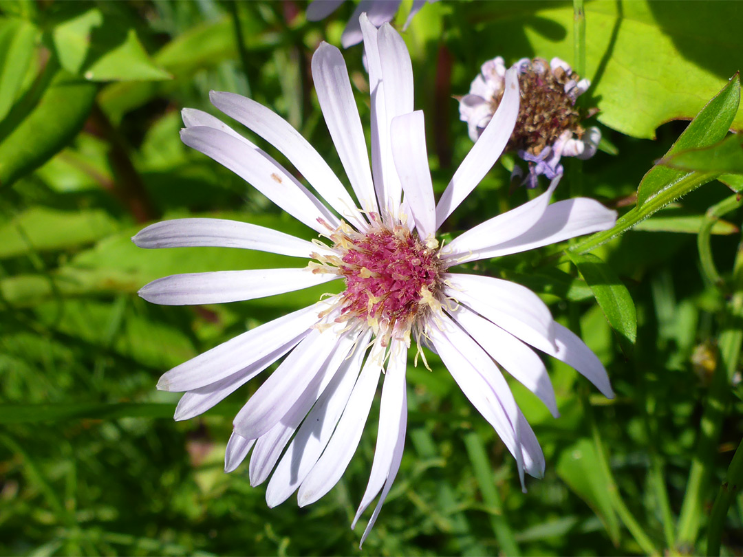 Pale pink ray florets