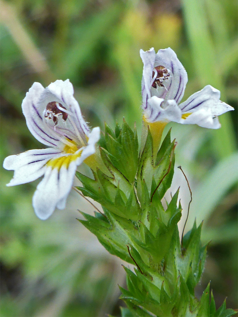 Common eyebright