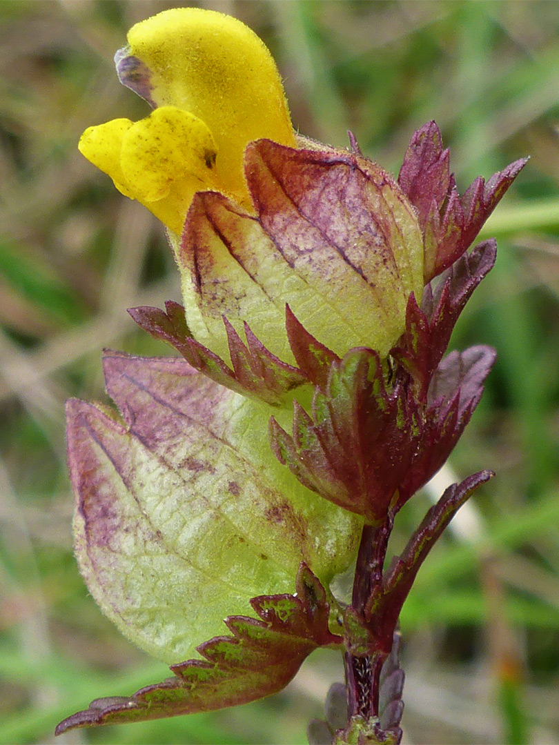 Yellow rattle