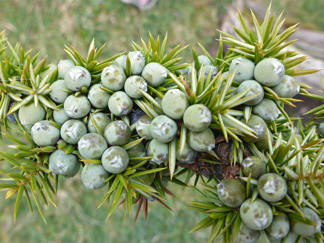 Juniper berries