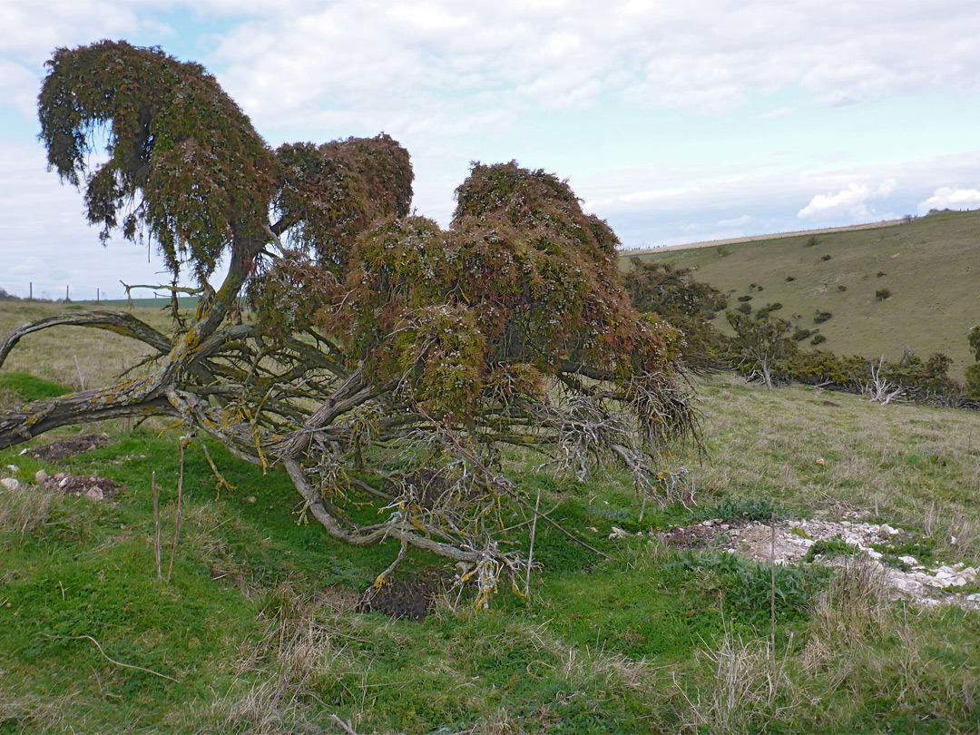 Leaning juniper tree