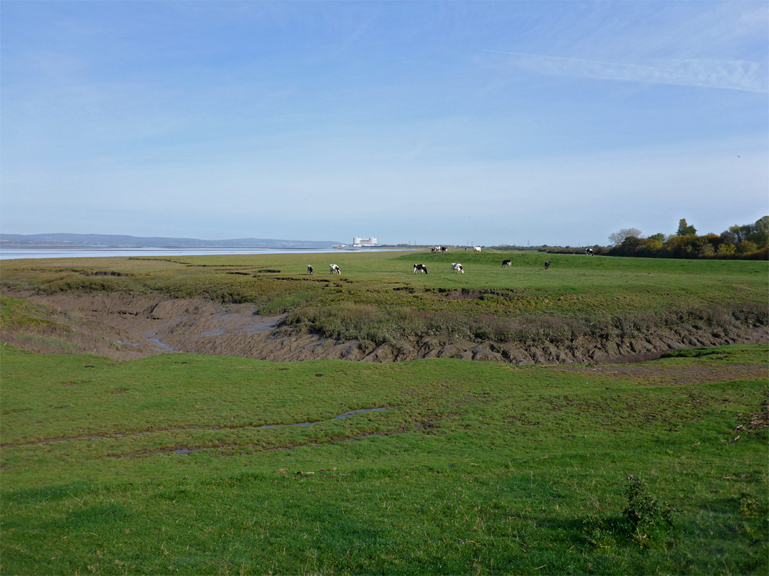 Grassland