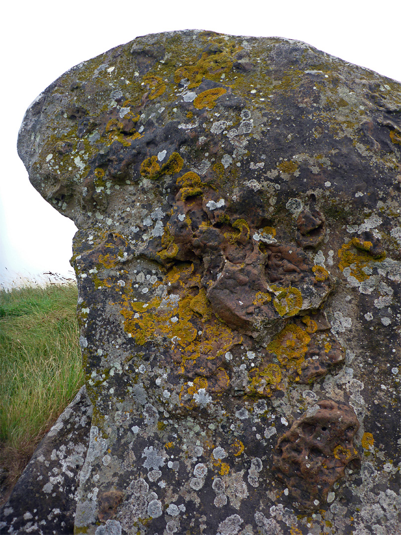 Lichen on a stone