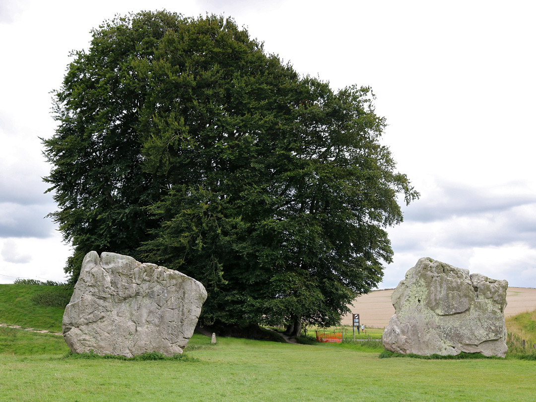 Tree and stones