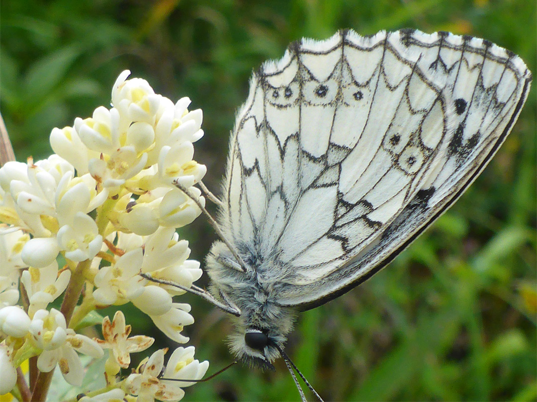 Marbled white